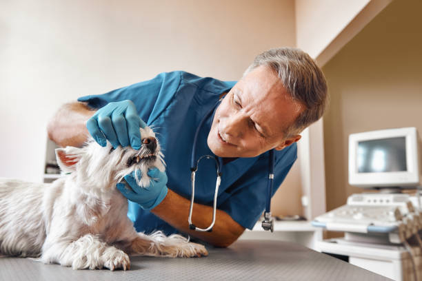 Best 24-Hour Emergency Dentist in Weaverville, NC
